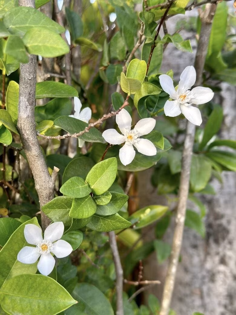 Hoa mai chỉ thiên trắng tinh khôi giữa vườn. Ảnh: FB Nguyễn Vy Oanh