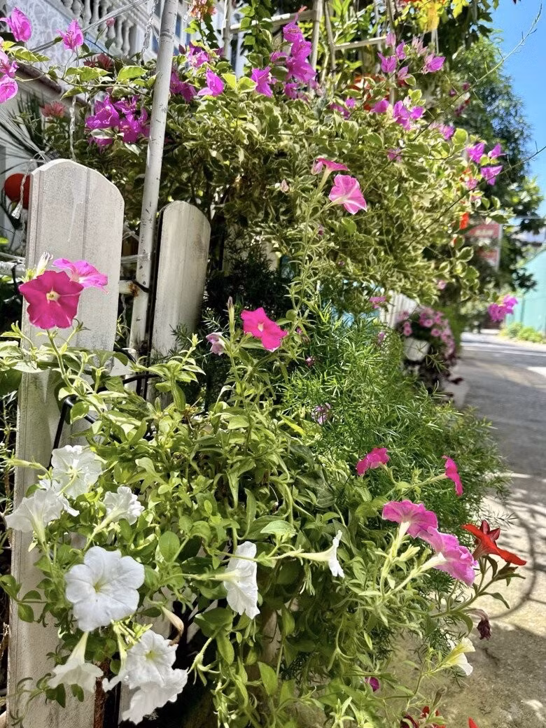 Hàng rào được tô điểm bằng giỏ hoa treo rực rỡ. Ảnh: FB Nguyễn Vy Oanh