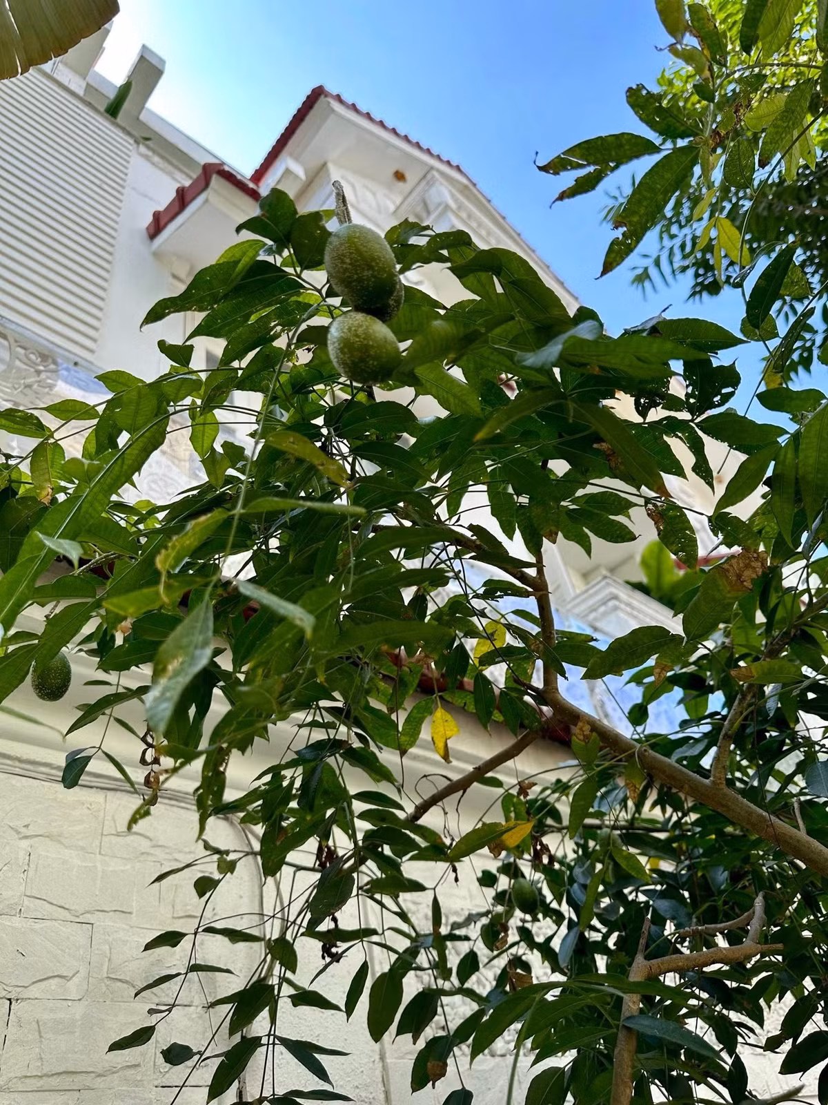 Cây cóc cho trái ngay sát tường. Ảnh: FB Nguyễn Vy Oanh