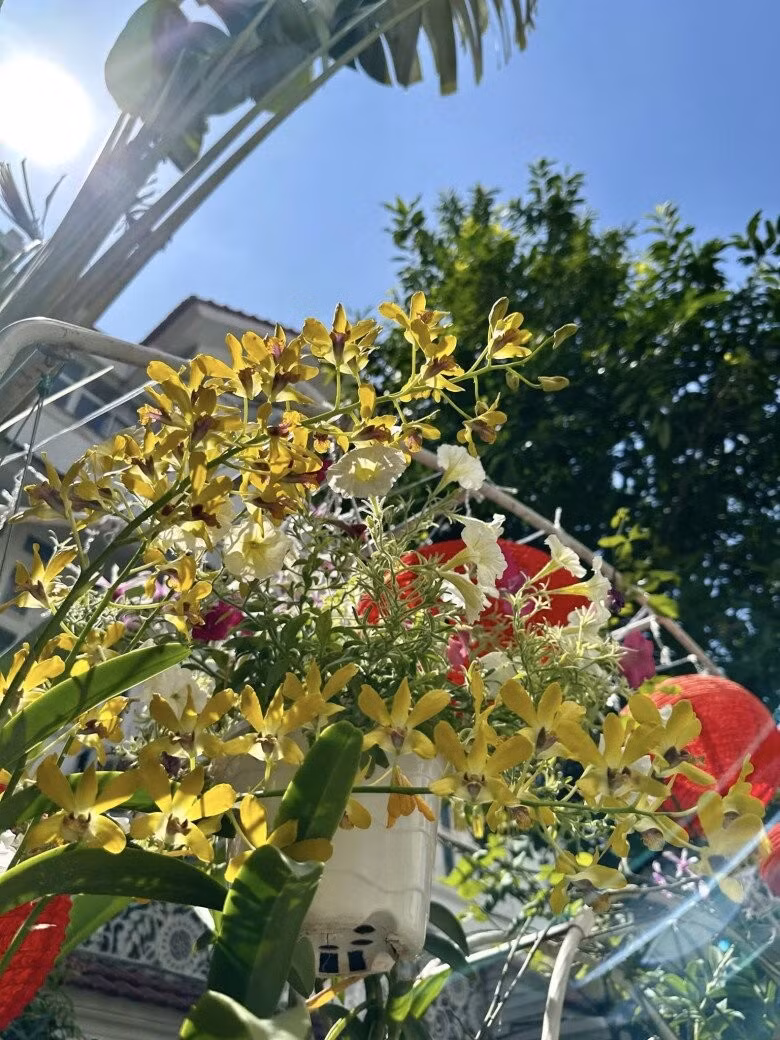 Lan vũ nữ vàng ưa nắng nhẹ, dễ trồng trong giỏ treo. Ảnh: FB Nguyễn Vy Oanh