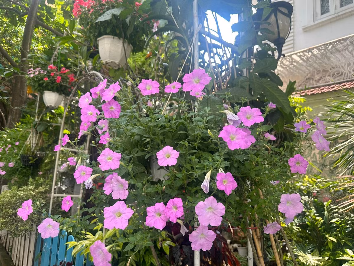 Biệt thự của Vy Oanh giống như một "resort tại gia" với hàng chục loại hoa rực rỡ, xen lẫn cây ăn trái. Ảnh: FB Nguyễn Vy Oanh