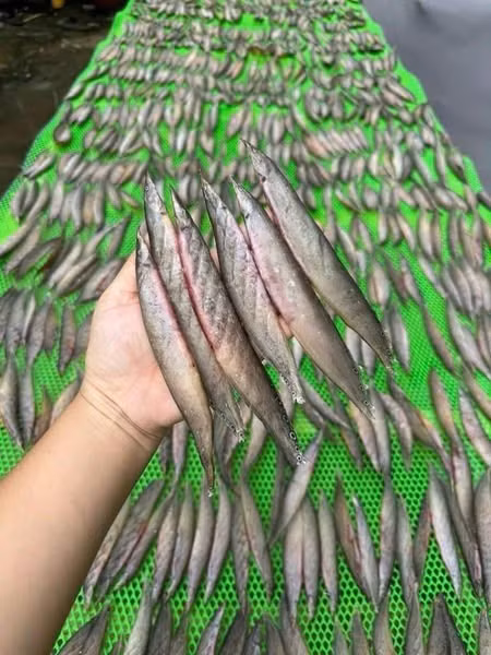 Trong khi đó, khô cá chạch đồng giá dao động từ 300.000 - 350.000 đồng/kg, được nhiều người tìm mua. Ảnh: Facebook