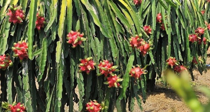 Theo đó, giá thanh long trắng và đỏ cuối vụ nghịch, đầu vụ mùa được thương lái thu mua chỉ ở mức 1.500-3.000 đồng/kg. Ảnh: Znews