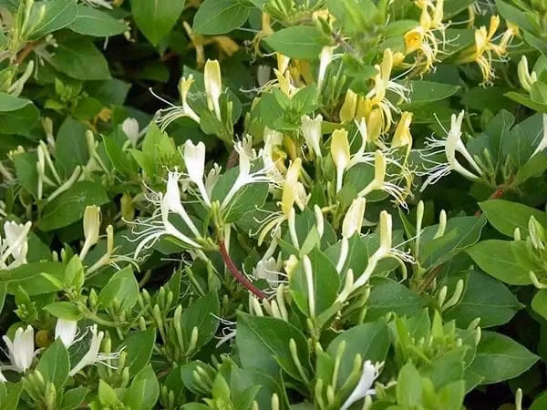 Bên cạnh đó, cây có sức sống tốt, ít sâu bệnh, phù hợp với nhiều điều kiện khí hậu nên rất được ưa chuộng. Ảnh: Internet