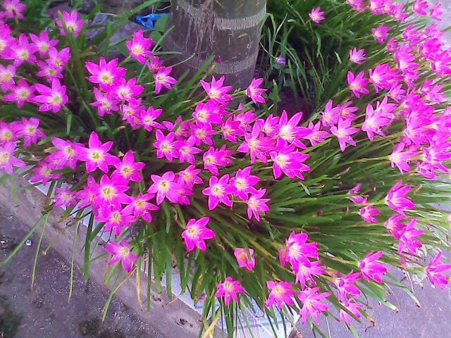 Hoa huệ mưa dễ sống, dù bị bỏ quên trong góc vườn vẫn tự sinh sôi, phát triển nhiều củ mới. Ảnh: Internet