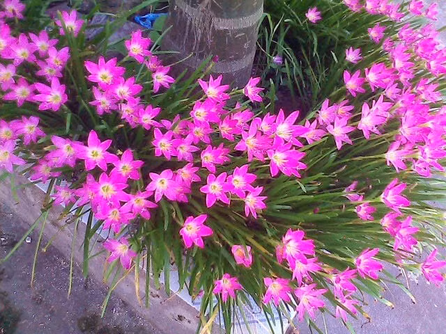 Hoa huệ mưa dễ sống, dù bị bỏ quên trong góc vườn vẫn tự sinh sôi, phát triển nhiều củ mới. Ảnh: Internet