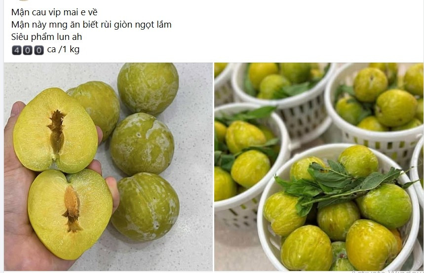 Những ngày đầu tháng 7, thị trường trái cây Việt Nam xuất hiện ồ ạt mận cau có nguồn gốc từ Trung Quốc. Ảnh chụp màn hình