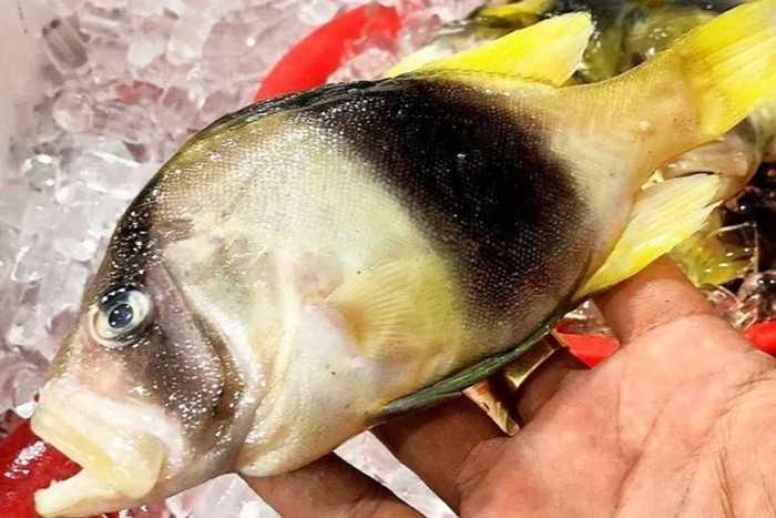 Loài cá này có thân hình mảnh mai, thanh thoát, nổi bật với hai gam màu vàng và đen xen kẽ, tạo vẻ ngoài bắt mắt. Ảnh: Haisanonghiau