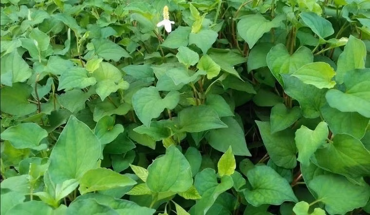 Rau diếp cá chứa nhiều chất xơ, canxi. Chỉ cần vài nhánh cắm xuống đất, diếp cá mọc lan thành bụi lớn. Ảnh: Bachhoaxanh