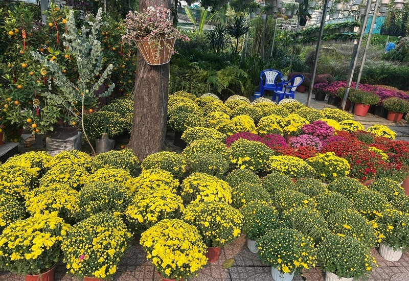 Trước tình trạng đó, nhiều tiểu thương và hộ kinh doanh tại TP HCM chung tay “giải cứu” cúc mâm xôi, lan tỏa tinh thần sẻ chia, giúp nhà vườn giảm bớt khó khăn. Ảnh: Tiền phong