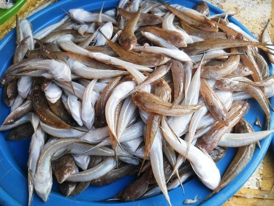 Trên thị trường, giá cá chai tươi dao động từ 100.000 – 150.000 đồng/kg. Ảnh: Người lao động