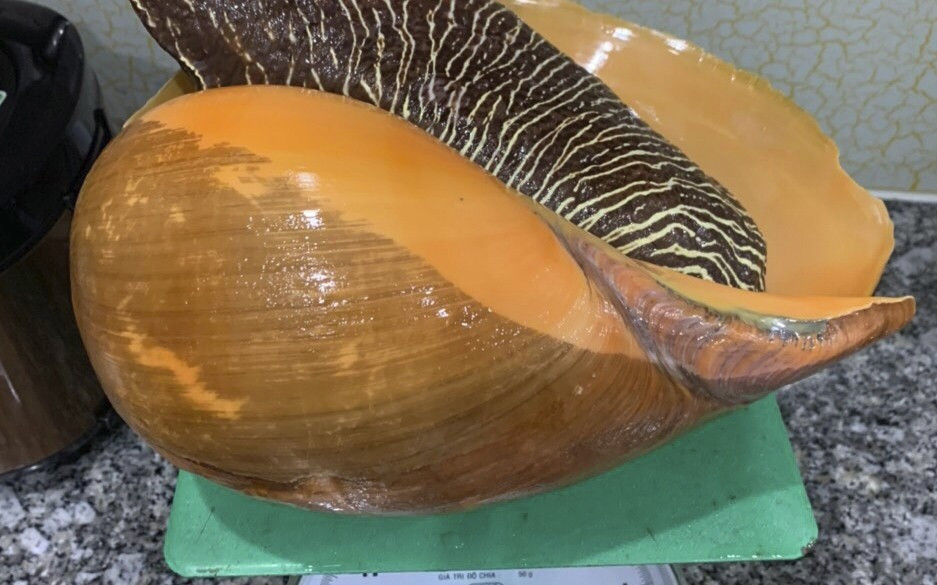 Vỏ ốc dày, cứng, xoắn tròn, cầm nặng tay, tạo cảm giác chắc chắn. Ảnh: Haisanmoingay