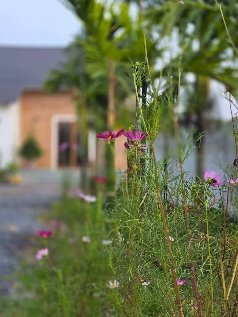 Quanh khu vườn có nhiều hoa cỏ, thiên nhiên thoáng đãng. Ảnh: FBNV