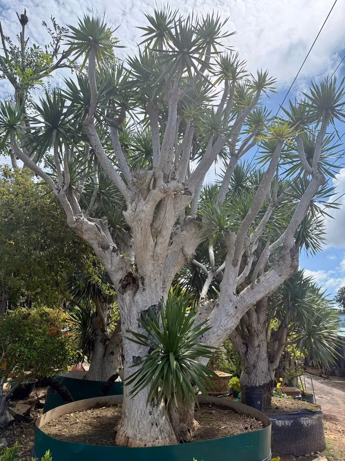 NTK Đỗ Mạnh Cường dự kiến, năm sau sẽ tổ chức một show diễn thời trang nhỏ trong sân vườn này. Ảnh: FBNV