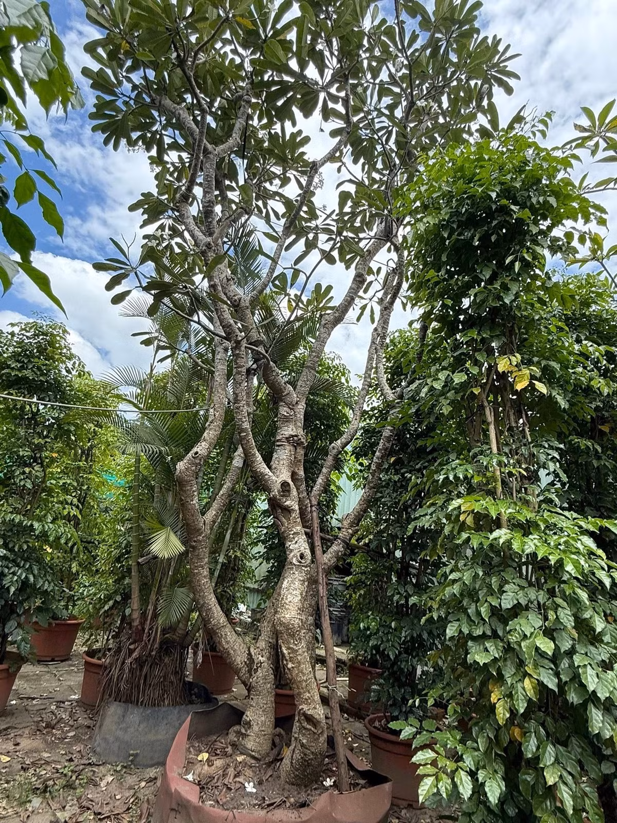 Nhà thiết kế nổi tiếng như đưa cả rừng cây vào biệt thự 2.000m². Ảnh: FBNV