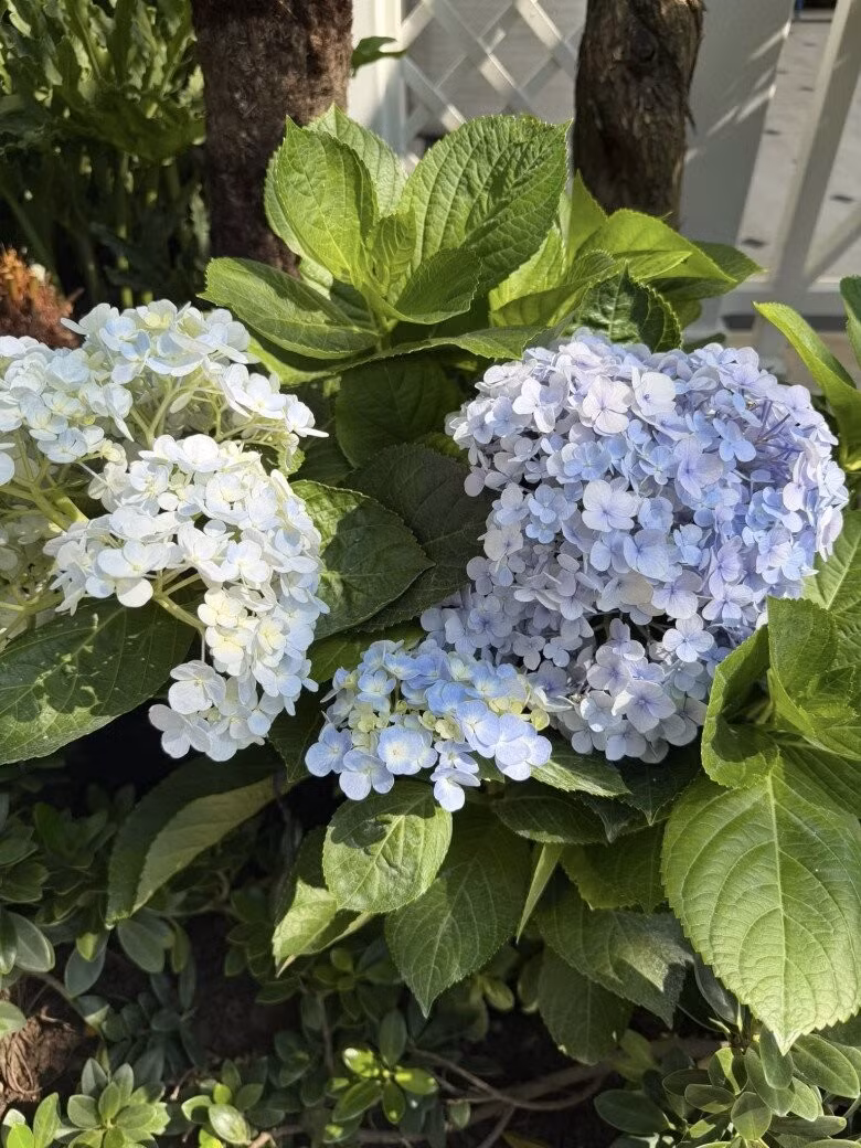 Các luống hoa tạo mảng màu cho khu vườn thêm sinh động. Ảnh: FBNV