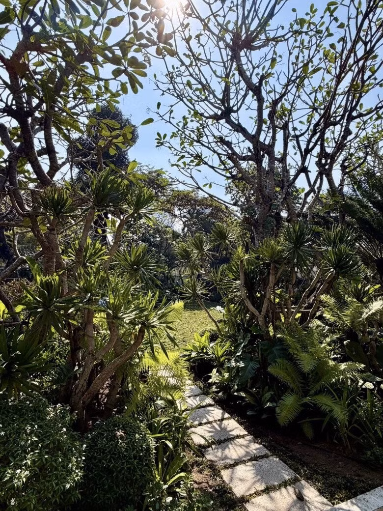 Lối đi lát bằng các phiến đá, hai bên trải cây phát tài núi như tạo "cổng rừng". Ảnh: FBNV