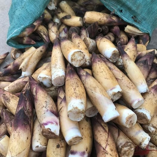 Thời gian gần đây, tại nhiều khu chợ dân sinh ở Hà Nội và chợ mạng, măng vầu được rao bán nhiều, thu hút sự quan tâm của người tiêu dùng. Ảnh: Facebook