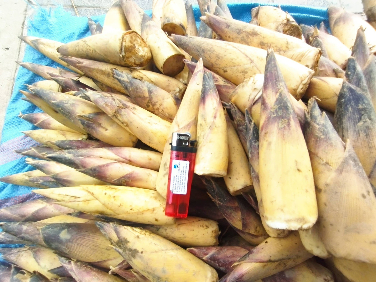 Dù đắt, lượng khách hỏi mua măng vầu vẫn khá đông. Ảnh: Facebook