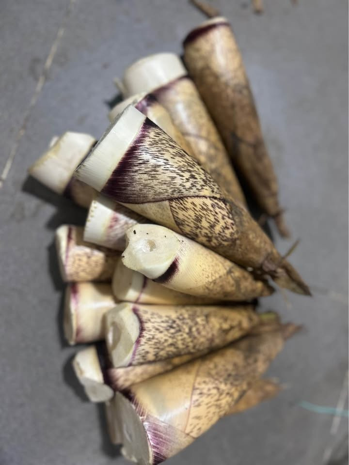 Người bán cho biết, măng vầu ngon nhất là khoảng thời gian từ tháng 12 đến giữa tháng 3 âm lịch. Đó là lúc củ măng to, tròn và ngọt. Ảnh: Facebook