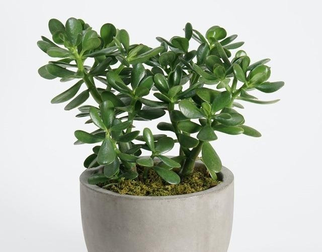 Đặt cây ngọc bích trên bàn làm việc hoặc gần cửa sổ được tin là giúp gia chủ gặp nhiều cơ hội tốt về tài chính. Ảnh: Internet