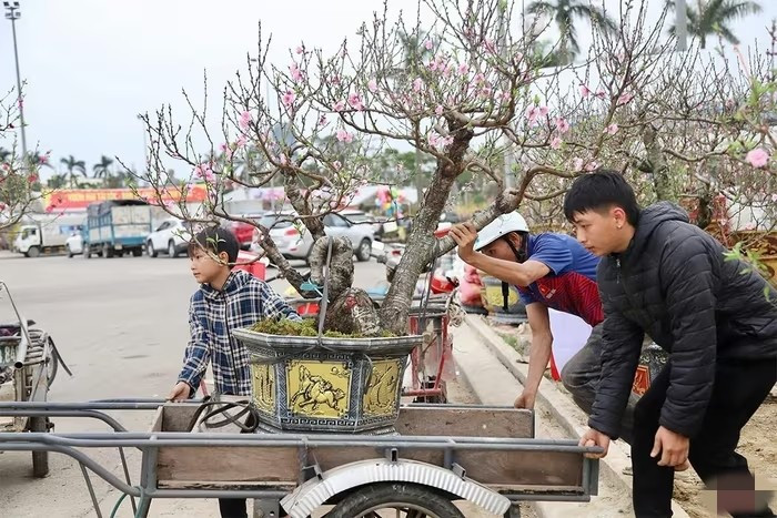 Tại các khu vực tập trung buôn bán hoa, cây cảnh ở đường Xô Viết Nghệ Tĩnh, đường Phan Đình Phùng... (Hà Tĩnh), đội ngũ lao động tự do tất bật với nghề 'chở Tết' về nhà. Ảnh: Báo Hà Tĩnh