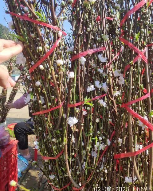 Cành đào còn lác đác hoa nhưng khá nhiều nụ. Ảnh: FB Hoa hồng ngoại