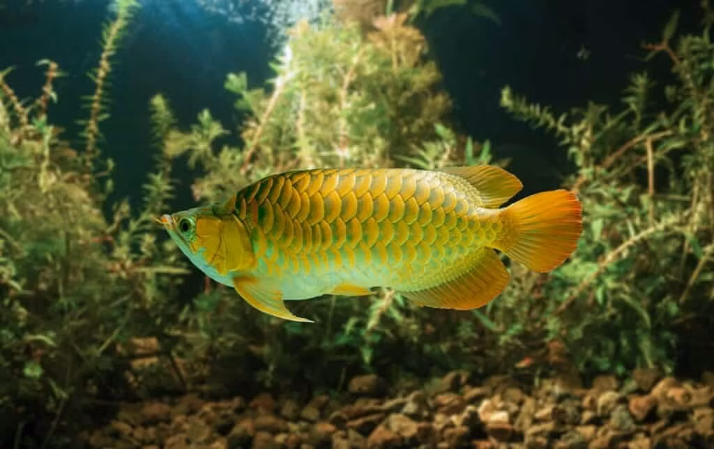 Là một loài cá thuộc họ cá Osteoglossidae, cá rồng châu Á đã thích nghi với môi trường nước ngọt. Ảnh: A-z-animals