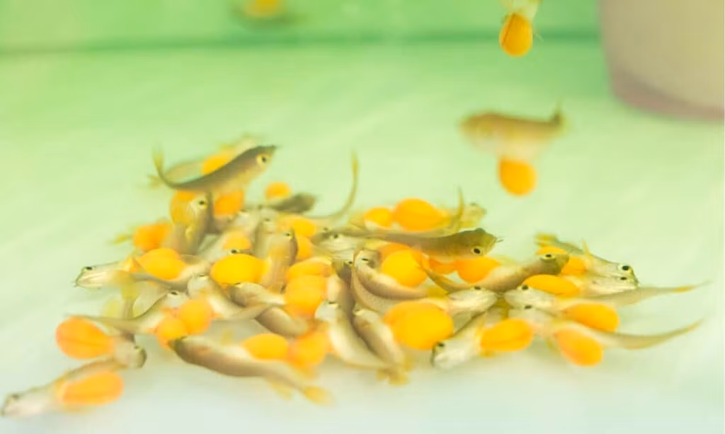 Thức ăn cho cá rồng đa dạng, bao gồm các loại động vật sống như tôm, gián, thạch sùng, đòi hỏi nguồn bổ dưỡng và sạch. Ảnh: A-z-animals