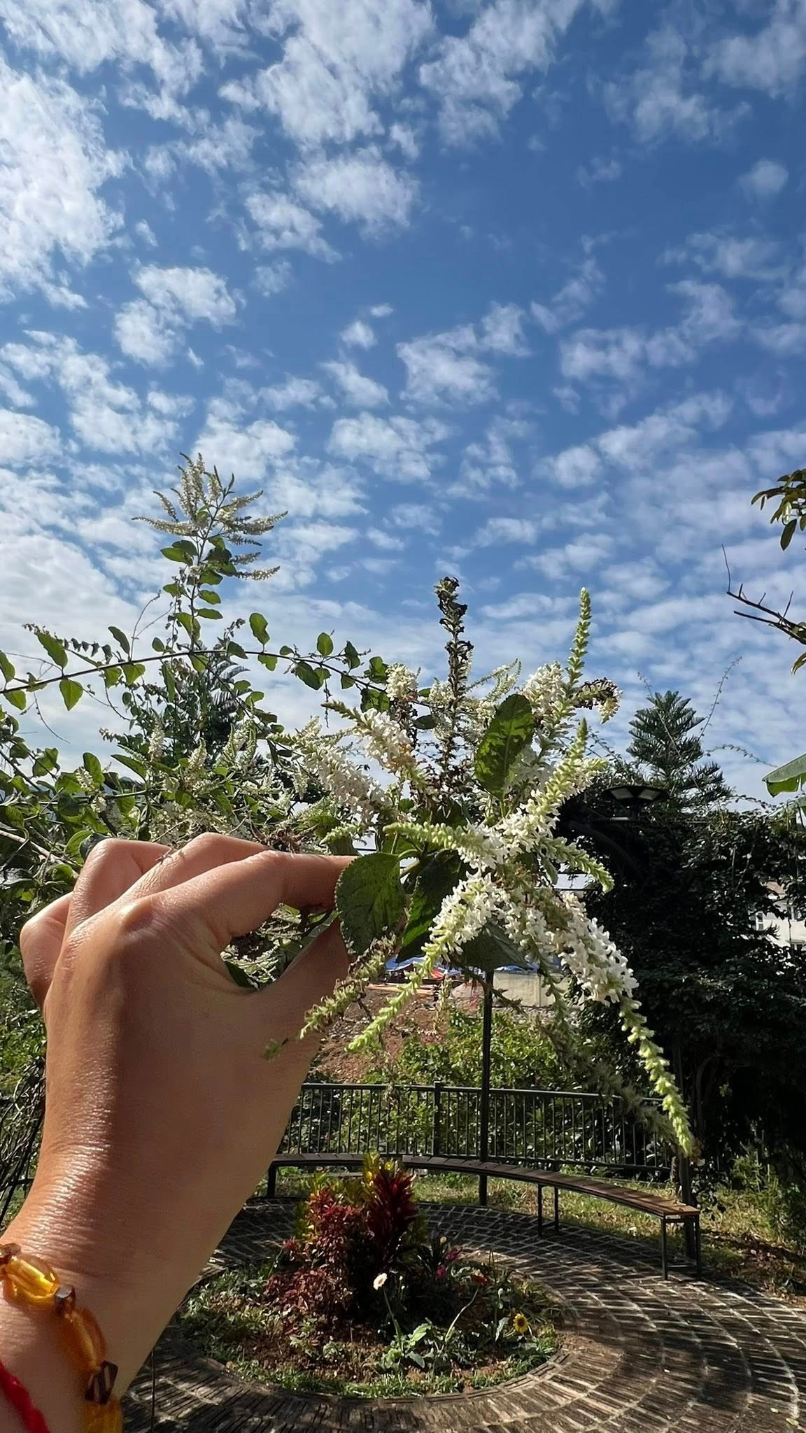 Ngoài ra, khu vườn còn có cẩm tú cầu. Ảnh: FB Dang Diem Quynh