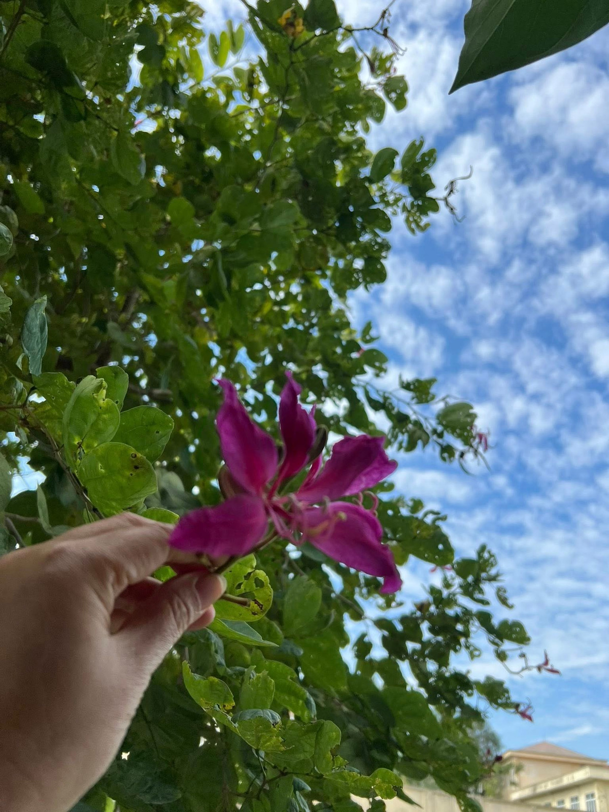 Cây móng bò nở hoa sát suối. Ảnh: FB Dang Diem Quynh