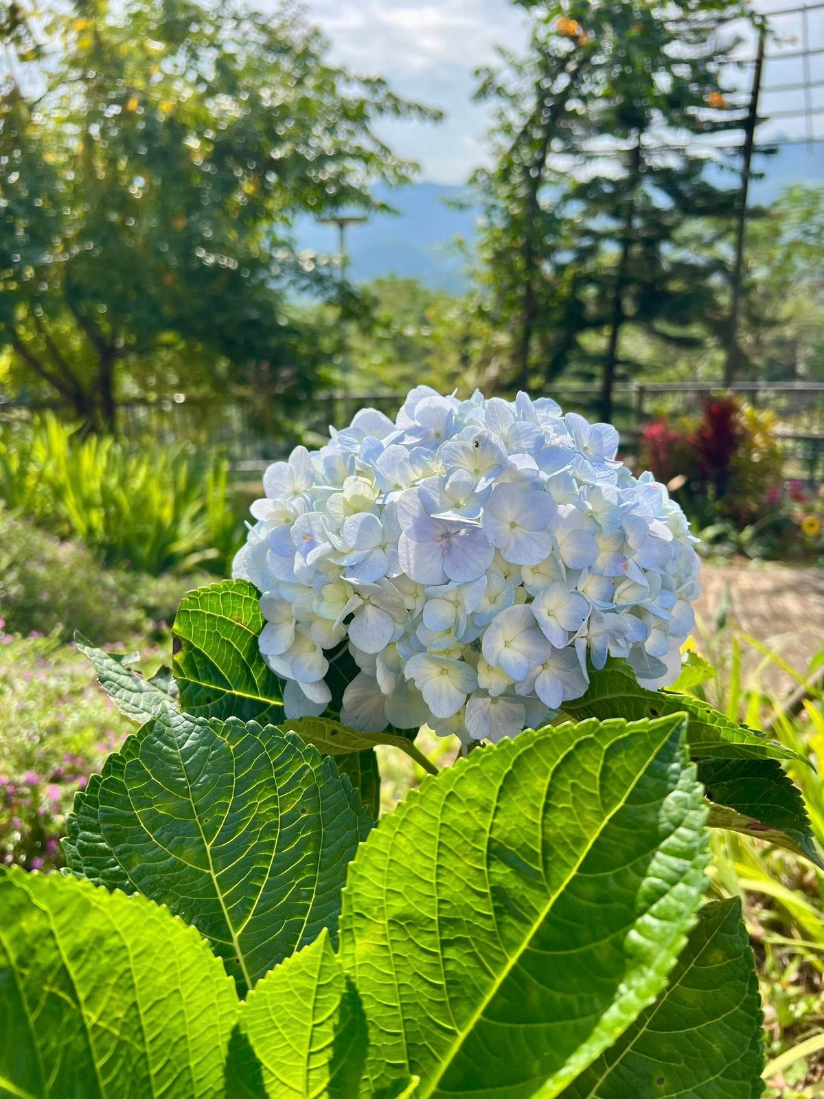 Ngoài ra, khu vườn còn có cẩm tú cầu. Ảnh: FB Dang Diem Quynh