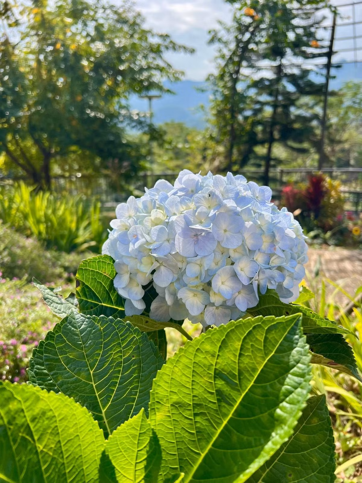 Ngoài ra, khu vườn còn có cẩm tú cầu. Ảnh: FB Dang Diem Quynh