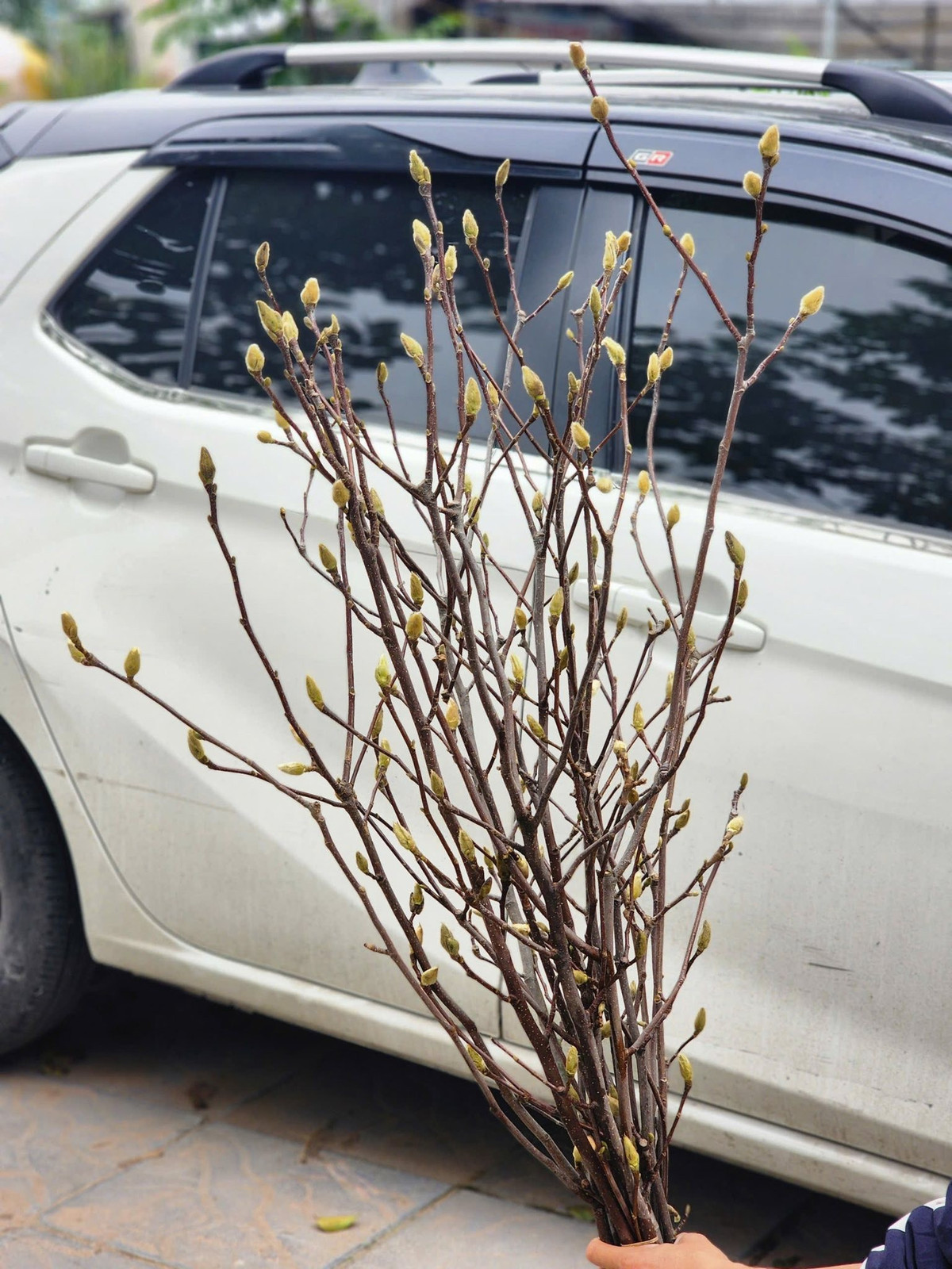 Thoạt nhìn, mộc lan trụi lá, chỉ toàn cành khẳng khiu, nhưng khi nụ bật vỏ, cánh hoa bung ra rực rỡ. Ảnh: FB Tiệm Gốm Nhà H