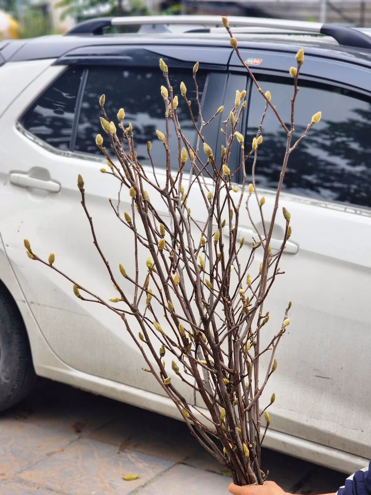 Thoạt nhìn, mộc lan trụi lá, chỉ toàn cành khẳng khiu, nhưng khi nụ bật vỏ, cánh hoa bung ra rực rỡ. Ảnh: FB Tiệm Gốm Nhà H