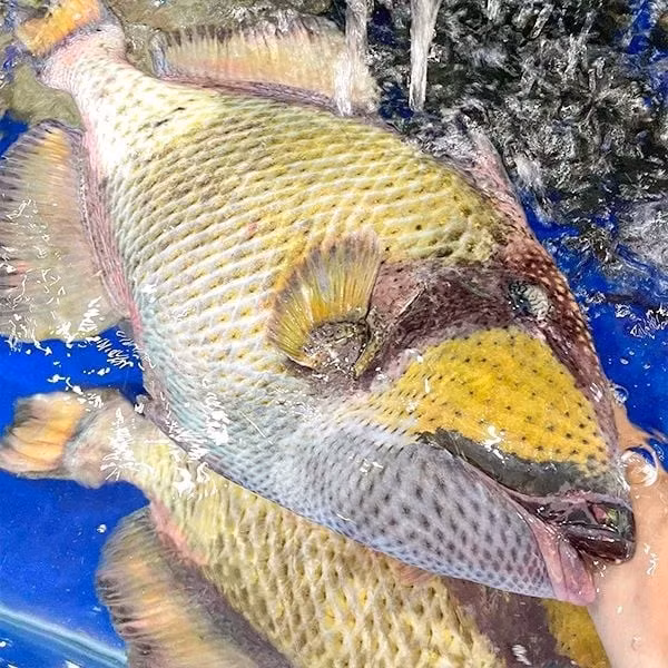 Cá bò giáp có thân hình thon dài và dẹt, miệng nhọn và hơi lồi lên phần trên. Da của cá bò giáp dày và cứng như một chiếc áo giáp nên chúng mới có tên là cá bò giáp. Ảnh: Cá mú đỏ