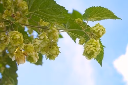 Chồi hoa bia là một trong những loại rau củ quý hiếm và đắt đỏ nhất thế giới, giá khoảng 990 USD/kg (tương đương hơn 26 triệu đồng/kg). Ảnh: Shutterstock