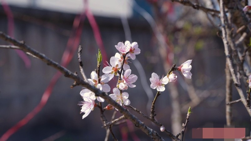 Đào rừng cánh mỏng, hồng nhạt khoe sắc trên phố. Ảnh: Báo Công Thương