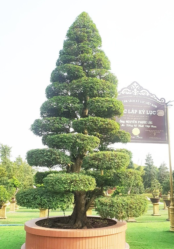 Tuy đã hơn 150 tuổi nhưng mỗi năm cây me vẫn ra hoa và đậu trái. Ảnh: Dân Việt