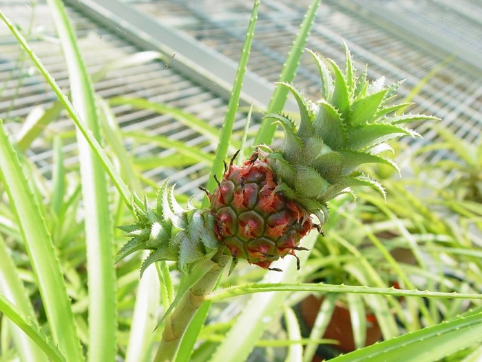 Đây là giống dứa cảnh chuyên dùng để trang trí, được trồng với mục đích làm cảnh. Ảnh: Moa