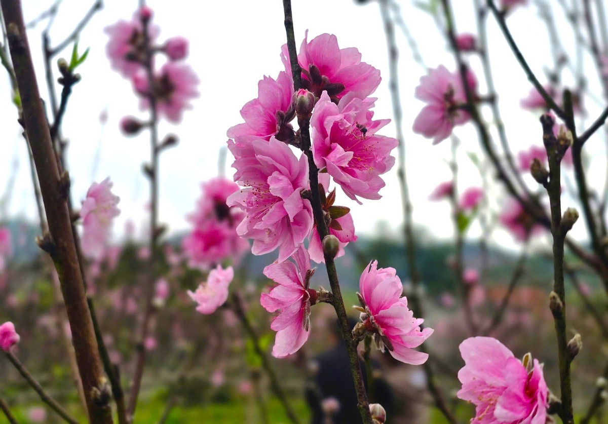 Từ đầu tháng 12 âm lịch, thương lái tìm về vườn đào nhưng thấy nụ đào đã to, có cây đã nở hoa nên không dám đặt cọc tiền. Ảnh: Tiền phong