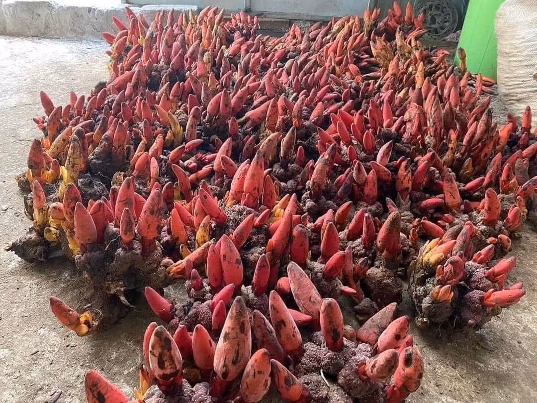 Do chỉ mọc tự nhiên, số lượng hạn chế và việc thu hái khó khăn, nấm ngọc cẩu được xếp vào hàng quý hiếm của núi rừng Việt Nam. Ảnh: Facebook