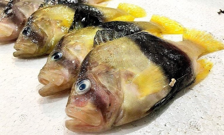 Thịt cá màu trắng, thớ mịn, mềm và ngọt đậm, được ví “ngon như thịt gà”. Ảnh: Internet