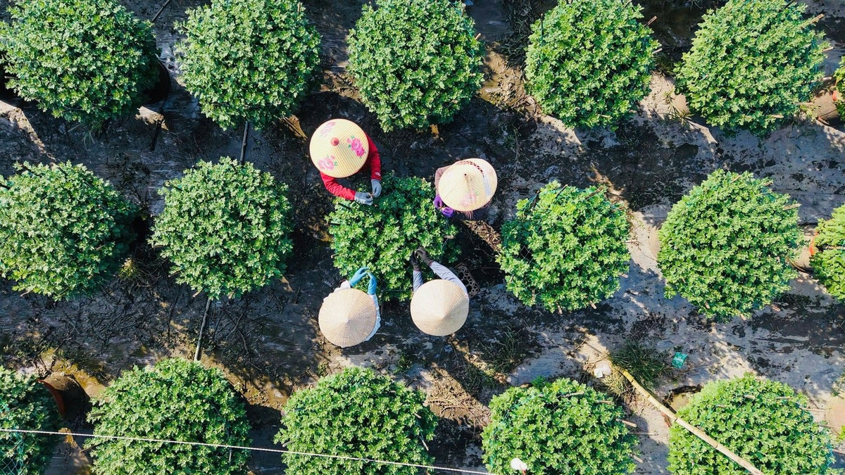 Trong khi cúc vàng truyền thống chậu có size 50 cm, giá chỉ khoảng 150.000 đồng/chậu tại vườn thì cúc đỏ Thái Bình, cúc đỏ nhung Đà Lạt giá từ 300.000 - 500.000 đồng/chậu. Ảnh: Tiền phong