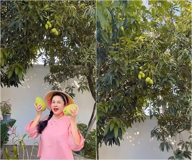 Mới đây, cựu diễn viên điện ảnh chia sẻ nhiều video về khu vườn ngập tràn hoa trái khiến người hâm mộ không khỏi thích thú. Ảnh chụp màn hình