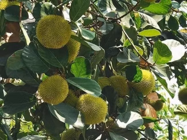 Người bán cho biết, đây là mít rừng hay còn gọi mít nài, mọc tự nhiên ở trong rừng ở các tỉnh Tây Nguyên như Đăk Nông, Đắk Lắk và một số tỉnh miền Trung. Ảnh: Facebook