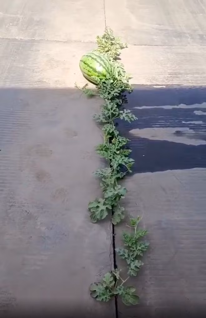 Cây dưa hấu mọc "ngang ngược" kẹt giữa những khe nứt trên nền xi măng khiến cộng đồng mạng xôn xao. Ảnh: @duongduong_9999