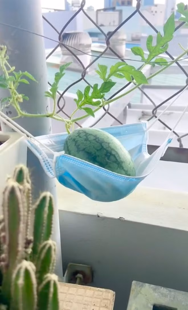 Trái dưa hấu mọc "nhàn hạ" nhất Việt Nam vì được chủ nhân… mắc võng riêng cho nằm. @bryannguyen157