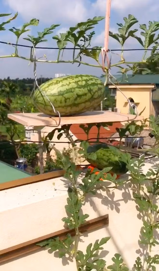 Thử trồng dưa hấu trên sân thượng, không ngờ quả to tới mức phải làm giá đỡ. Ảnh: @ngocanhnguyen_na