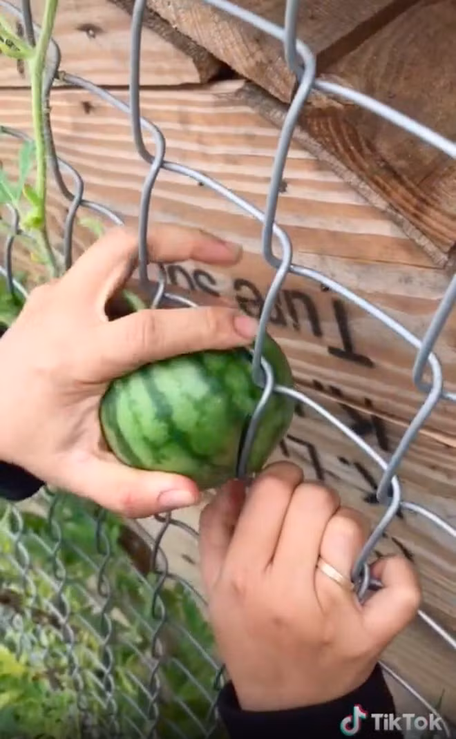 Gia chủ nghĩ mọi cách cũng không hái trái dưa hấu xuống được. Ảnh: TikTok
